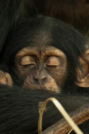 La vida secreta de los animales. La vida secreta de los...: La crianza de una familia