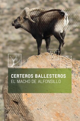 Certeros ballesteros: El macho de Alfonsillo