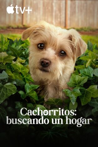 Cachorritos: buscando un hogar