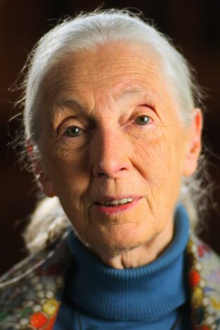 Carta a…. Carta a…: Jane Goodall