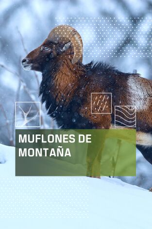 Muflones de montaña