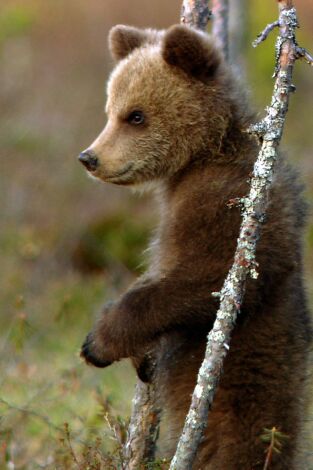 Una Hermandad De Osos: En Los Bosques De Escandinavia