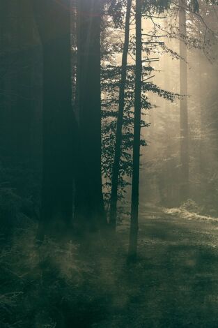 Este bosque está embrujado. Este bosque está embrujado: Ep.2