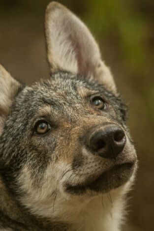 Depredadores de los Cárpatos. Depredadores de los...: El reino del oso