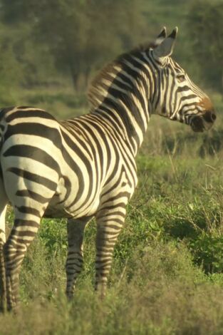 Cebras del Serengeti