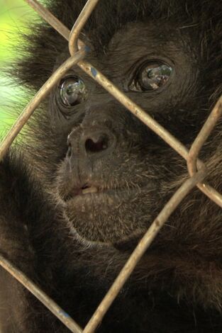 Tras los últimos primates mexicanos