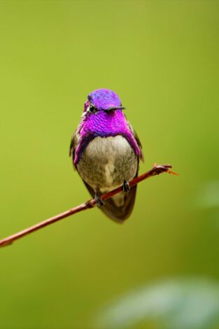 La vida en color de Attenbourough. La vida en color de Attenbourough 