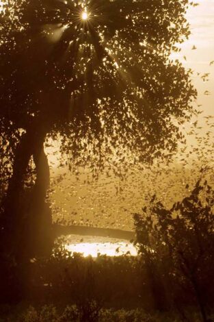 Érase una vez en Tsavo. Érase una vez en Tsavo: Supervivencia