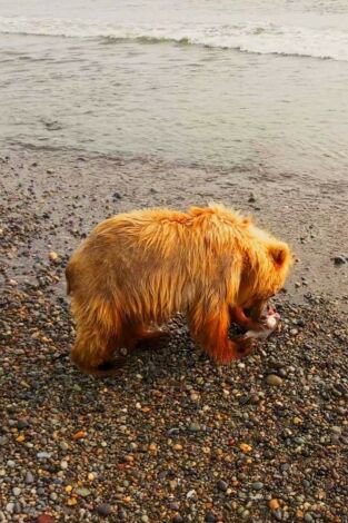 Gigantes y salvajes. Gigantes y salvajes: Gigantes en tierras sedientas