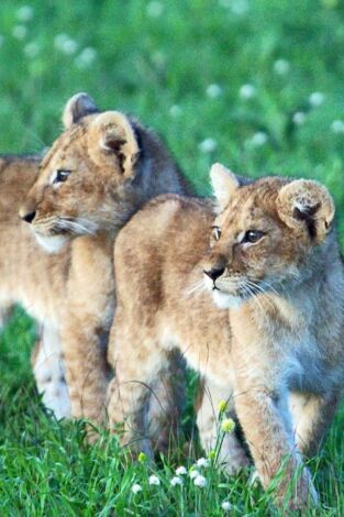 Del juego a la caza. El cachorro del leon africano