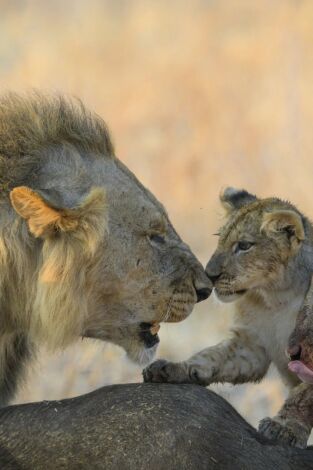 Los leones mandan