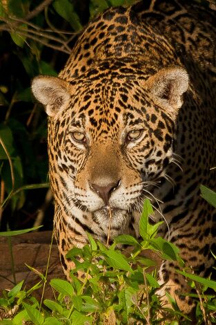 Depredadores alfa. Depredadores alfa: Asesinos animales