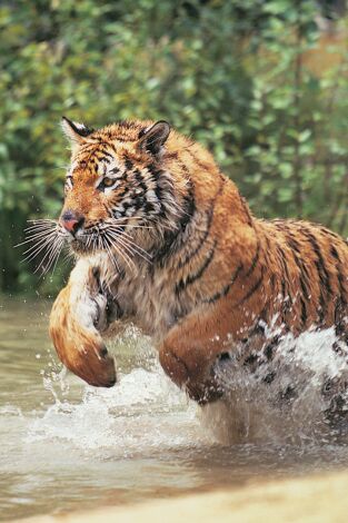 Animales aún más salvajes. Animales aún más salvajes: Cosas raras