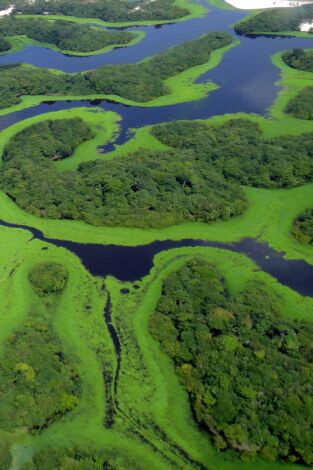 Amazonía. Amazonía: Un mundo de agua dulce