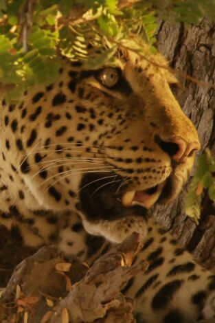 Poster de Cazadores de África: El inadaptado se hace mayor