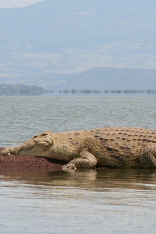 Poster de Un vaquero australiano: Cocodrilos en el pozo