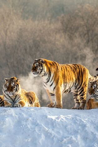 Poster de la película El reino secreto del tigre de Amur - Películas hoy en TV