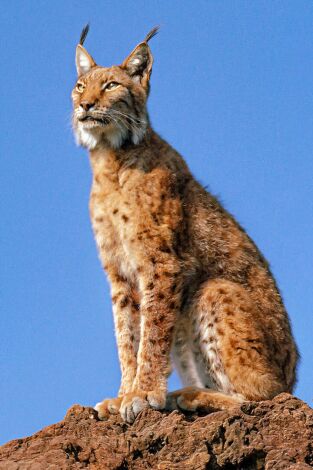 La tierra del lince ibérico