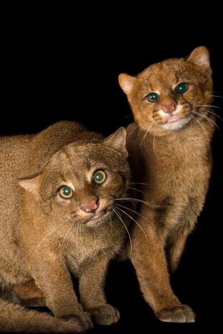 Felinos insólitos