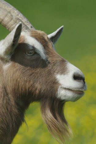 Inteligencia en la granja. Inteligencia en la granja: Cabras