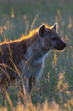 Leones contra hienas. Leones contra hienas: Duelo de cazadores