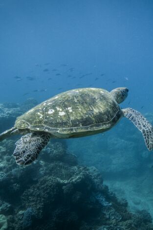 La Gran Barrera de Coral: la próxima generación