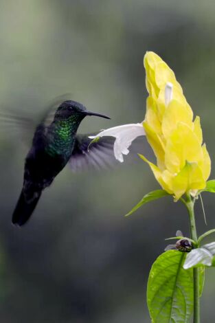 Poster de la película En la Colombia salvaje: La odisea del colibrí - Películas hoy en TV