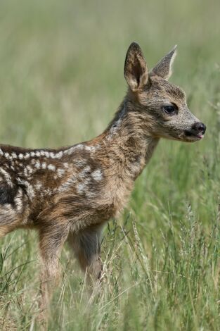 Tiernas y salvajes: adorables crías animales