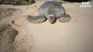 Cómo se hizo Planeta Tierra III. Cómo se hizo Planeta...: Cómo se hizo Agua dulce