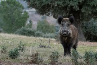 Lances monteros en la Tierra de Camöes