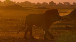 Grandes Felinos. Grandes Felinos: Cecil: el legado de un rey