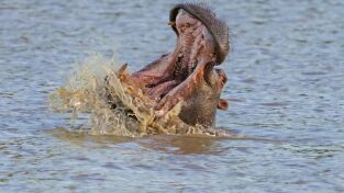 Hipopótamos y cocodrilos con Steve Backshall. Hipopótamos y...: Cocodrilos con Steve Backshall I