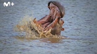 Hipopótamos y cocodrilos con Steve Backshall. Hipopótamos y...: Cocodrilos con Steve Backshall I