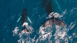 Ballenas. Ballenas: Gigantes de las profundidades