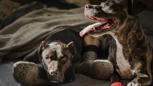 Perros. Perros: Compañeros de trabajo