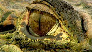 La casa de los reptiles. La casa de los reptiles: Critter Fixers: veterinarios rurales: Mundo de reptiles