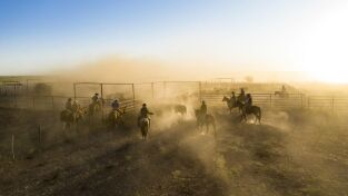 Descubriendo Texas: el estado de la estrella solitaria. Descubriendo Texas: el...: Cowboys y delfines