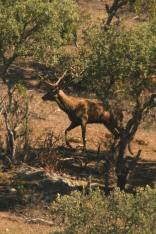 Cazadores de lances