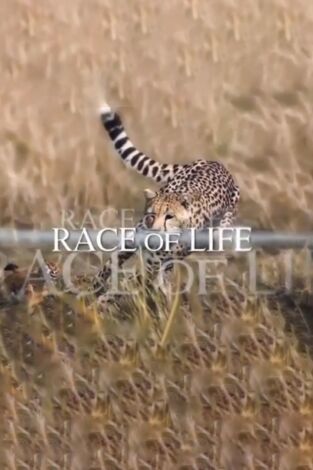 La carrera por la vida. La carrera por la vida: Aves rapaces