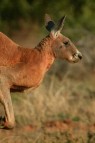 Conocer a los marsupiales