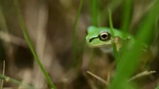 Los animales más raros de Madagascar. Los animales más raros de Madagascar