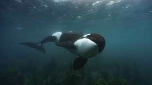 Los secretos de las ballenas. Los secretos de las...: El reino de las belugas