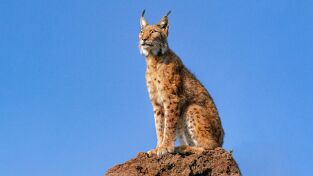 La tierra del lince ibérico. La tierra del lince...: Primavera