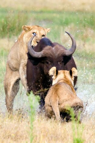 Concebido para matar. Concebido para matar: Oso polar