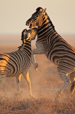 El club de la lucha animal. El club de la lucha...: Peleas en Estados Unidos