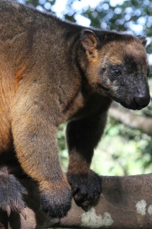 Wild Australia. Wild Australia: El reino del Wombat