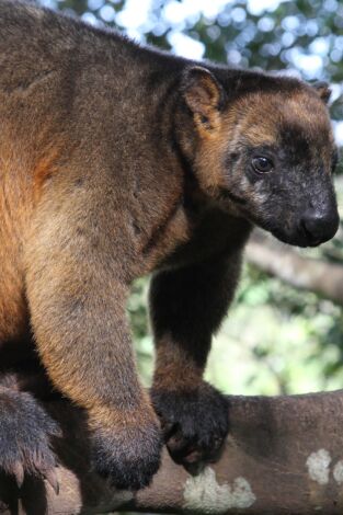 Wild Australia. Wild Australia: El desierto del canguro rojo