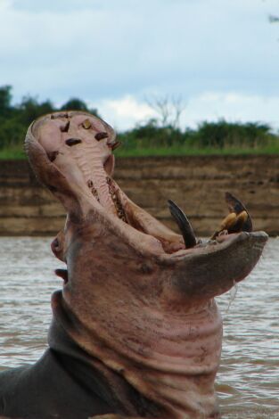 Los depredadores más letales de África. Los depredadores más...: Ataques felinos