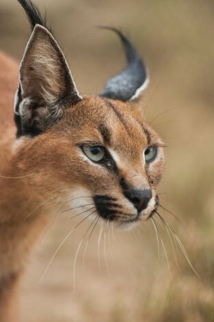 Wild Sudáfrica. Wild Sudáfrica: Asesinos del Kalahari