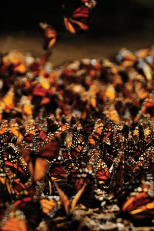 Migraciones salvajes. Migraciones salvajes: El asombroso viaje de las monarcas